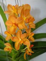 (D27)Rhy.Gigautea x Asctm.Miniatum