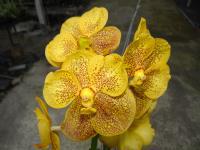 (A54)V.Dr.Anek X V.Kultana Gold X V.Charles Good Fellow