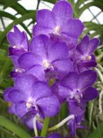 ((D28)Vasco. Pive River X Sasricha