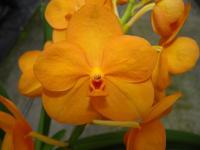 (B19)Ascda.Nopporn Orange Rozy"M"