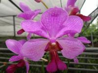 (F11)網狀紅花鐵釘蘭