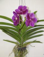 (A56)V.Somsri Blue Star "M"