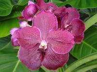 (A55)V.Robert  Delight Red"M"