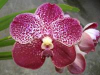 (A37)V.Bit\'s Hearttrob X Dr.Anek