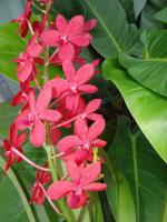 (D29)Ren.Kalsum X V.Dr.anek