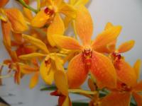 (D30)Ren.Bella的兄弟株