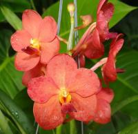 (B20)Ascda.fuchs Gold X Ascda.Yip Sum Wah