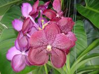 (A34)V.Gordon Dillon 4N X Dr.Bai 4N