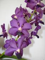 (D26)Vasco.Merii X Gordon Dillon X Sasricha