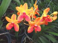 (D11)Kagawara Sandy Gold