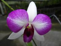 (H6)Den.Ekapol X Pakpaceb  "Cmuton"#183