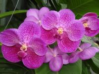 (A57)V.Somsri X Bit's Heartthrob