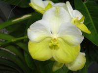 (A60)V.Nopporn Gold Dreem 'M'