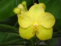 (A59)V.Pathom Gold Yellow Spot "M"