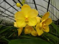 (B22)Ascda.Chiginori X Nopporn Gold Dreem