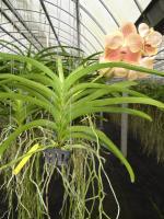 (A61)V.Udom Gold X V.SAnderiana X Rasri Gold Toton