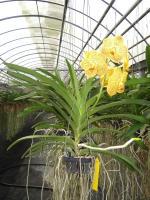 (A62)V.Kulwandee Fragrant NO.8