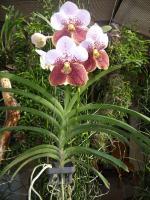 (A63)V.Lanu Gold X V.Nopporn Gold 4n