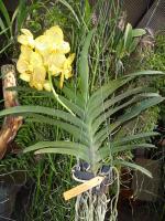 (A64)V.Varuth Leopard x V.Nppporn Golden Dreem