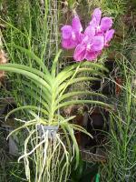 (A65)V.Bit's Heartthaob X V. Virat(Pink)