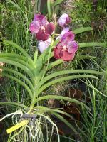 (A66)V.Dr.Anek(FCC)X V.Rattana