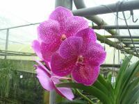 (A67)V.Bits Heartthrob X V.Dr.Anek