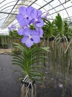 (A68)V.Bai Blue NO.2 