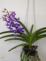 (D31)Pine Piver "4N' X Sasricha