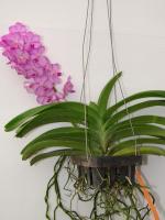 (D32)Pine River "4N"XThaland Blue Boy