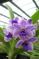 (D33)Rhy.gigantea X Vasco Thailand