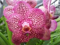 (A70)V.Kulwadee Fragrant NO.17