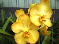 (A71)V.Tubtim Velvet X Charles Good Fellow