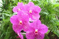 (A72)V.Manuvadee FCC  X Kimigayo Pink