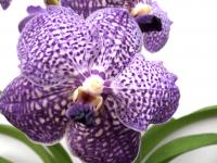 (A74)V.Suphan Blue "M"