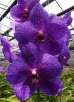 (A75)V.Somsri X Travoredbon  "哆啦"