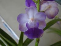 (D34)Rhy.Retisa X Aer.Koki