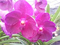 (A76)V.Dr.Anek X Simirane