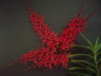 (D4)新加坡紅(Ren.singapore gen)