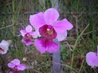 (F2) 粉紅花紅心鐵釘蘭