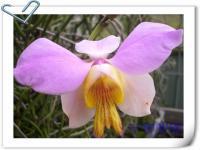 (F1) 淺粉紅花黃心鐵釘蘭