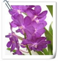 (B4) Ascda.Phatumthanee×Ascda.pegg Foo 