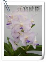 (B5)ASCDA.NONGKHAM×FVERIENDSHIO