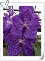 (A16)V.Patchara Blue 