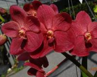 (D36)Ren. phillippinensis x V. Doctor Anek 