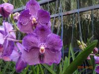 (A80)V.Dr.Anek X Kasem Delight"M" 