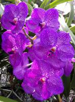 (A81)V.Dr.Anek X Couerulea 