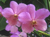 (A82)Vanda Mas Los Angeles 