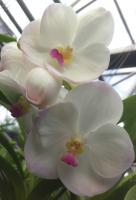 (A83)V.New Muangthomg M