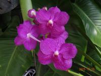 (A84)V.Siriporn Pink