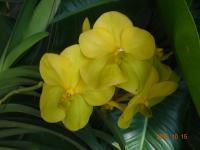 (A85)V.Nopporn Golden Dream 